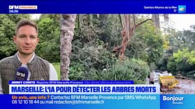 Marseille : l'IA pour détecter les arbres morts 