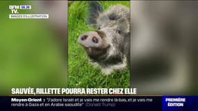 La laie Rillette pourra finalement rester chez sa maîtresse