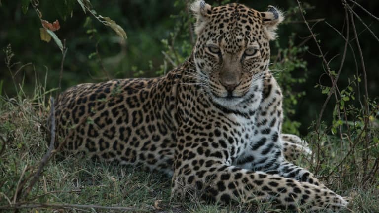 Image d'illustration - un léopard dans la réserve du Masai Mara au Kenya le 19 septembre 2019