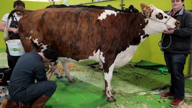 En cause, les quelque 99.000 tonnes de viande bovine -imposées au taux préférentiel de 7,5%- que les quatre pays latino-américains devraient pouvoir exporter vers l'UE, fragilisant un peu plus les 85.000 éleveurs français de vaches allaitantes.