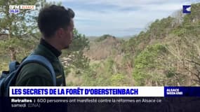  Bas-Rhin: à la découverte des secrets de la forêt d'Obersteinbach