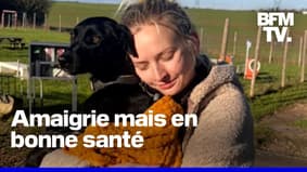 La chienne disparue à l'aéroport de Roissy depuis 9 jours a retrouvé sa propriétaire 