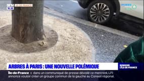 Paris: polémique sur les pieds d'arbres en ciment