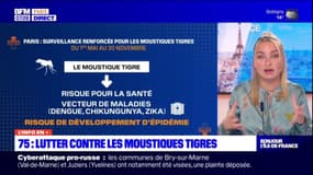 Paris: les citoyens invités à participer à la lutte contre le moustique tigre