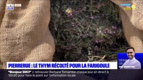 La Farigoule : une production locale à Forcalquier