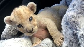 Cersei, jeune lionne maintenant dans un sanctuaire en Afrique du Sud, a été découverte par les douanes françaises dans un garage à Marseille en octobre 2018