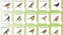 La LPO organise un week-end de comptage des oiseaux des jardins les 27 et 28 janvier 2018