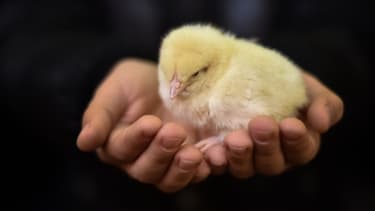 Après une vidéo choc montrant le sort réservé aux poussins dans un couvoir du Finistère, la DGAL a décidé de revoir les conditions de mise à mort des animaux. (Photo d'illustration)