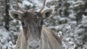 Un renne (Rangifer tarandus) également appelé caribou au Canada. (photo d'illustration)