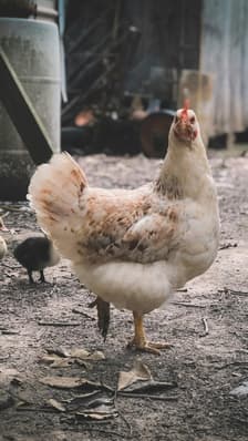  L'oeuf, la nouvelle "poule aux oeufs d'or" des agriculteurs 