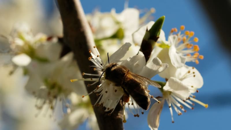 Le pic d'allergies a débuté. En Ile-de-France, les allergologues se voient forcés de refuser des patients.