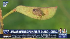 La France fait face à une prolifération de punaises diaboliques