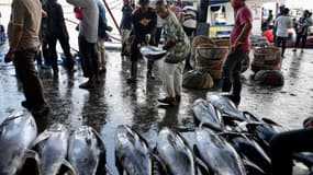 Les ports indonésiens sont confrontés à la perte de grandes quantités de poissons pêchés, jusqu'à 40%, de par les techniques de pêche, un manque de capacité de débarquement et de traitement