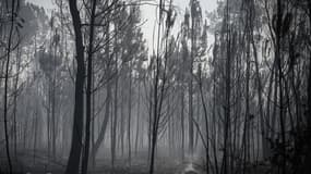 Une photo montre des arbres brûlés après un incendie de forêt près de la ville d'Origne, dans le sud-ouest de la France, le 17 juillet 2022.