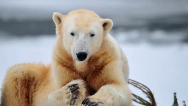 L'ours Knut est le premier ours polaire à naître en captivité au zoo de Berlin depuis plus de trente ans.