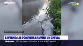 Saverne: les pompiers sauvent un cheval tombé à l'eau