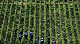 Des vendangeurs récoltent le raisin dans les vignobles lors des vendanges 2025 dans la région de Champagne, à Hauvillers, dans le nord-est de la France, le 28 août 2025. (illustration)