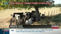 Terres agricoles: comment freiner la spéculation?