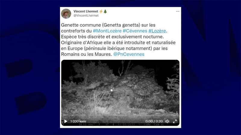 La genette commune, une espèce très discrète et ne sortant que la nuit, photographiée sur les contreforts du Mont Lozère