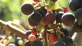 La véraison (arrivée à maturité des grappes) se passe plutôt bien à Léognan en Gironde.