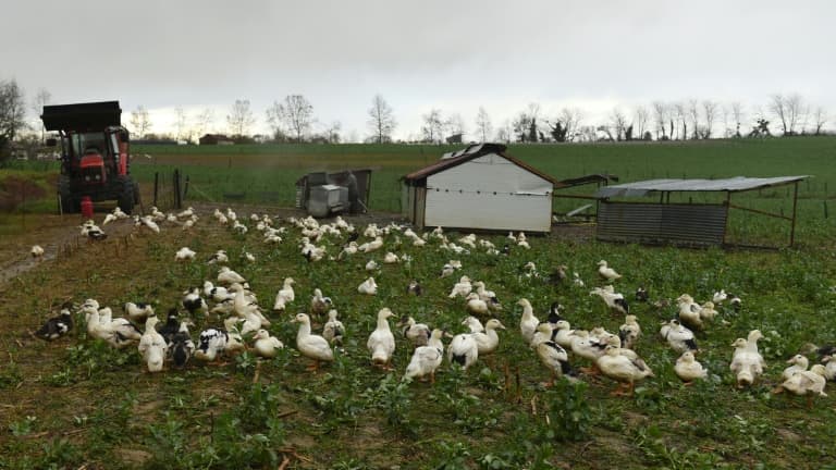 Reproduction de canard dans les Landes le 29 décembre 2020