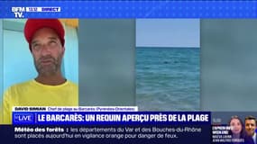 Le Barcarès: un requin aperçu près de la plage 