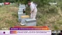Sécheresse: la production de miel fortement impactée 