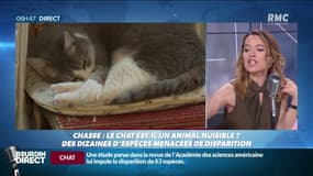 Le chat est-il en train de devenir un animal nuisible?