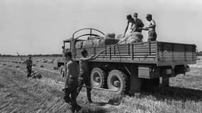 Des militaires ramassent, le 12 juillet 1976 à Saint-Gilles-du-Gard, du fourrage qui était ensuite transporté et distribué par l'armée pour venir en aide aux régions déficitaires, victimes de la sécheresse.