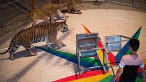 La présentation d'animaux sauvages dans les cirques itinérants va être progressivement interdite en France (PHOTO d'ILLUSTRATION)