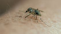Transpiration, fièvre, tant de facteurs attirent les moustiques.