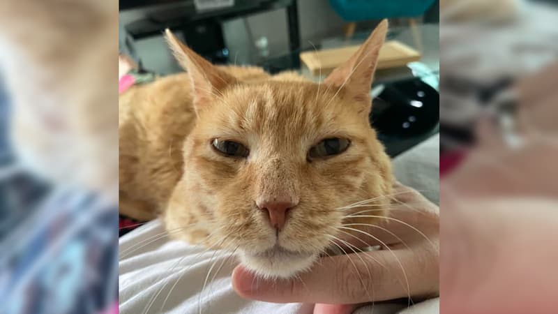 Yoda, désormais âgé de 17 ans, a retrouvé sa famille à Salon-de-Provence.