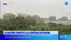 La nature a repris ses droits à la centrale de Paluel