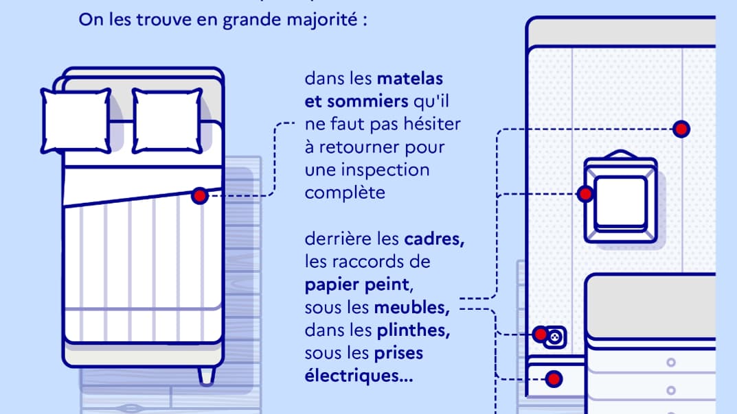 Où se cachent les punaises de lit?