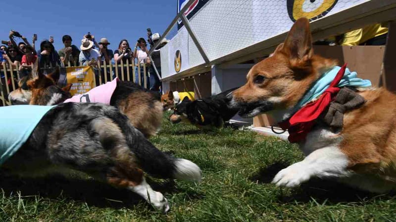 300 chiens et chiots devaient être vendus aux enchères ce mardi à Laval (PHOTO D'ILLUSTRATION)