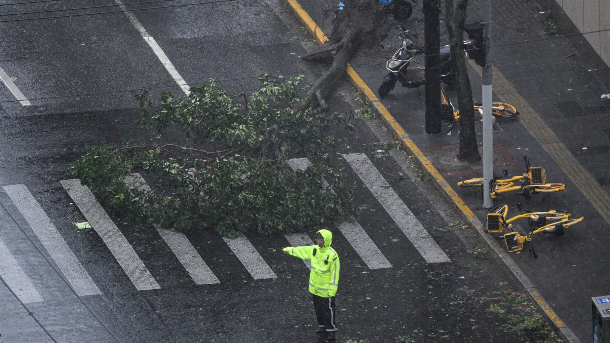 Un policier contrôle la circulation à côté d'un arbre abattu par des vents violents lors du passage du typhon Bebinca à Shanghai le 16 septembre 2024.