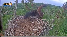 Un aigle se coince en tentant de rejoindre son nid