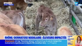 Dermatose nodulaire : l'impact économique de la maladie pour les éleveurs du Rhône