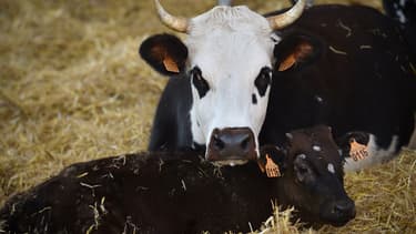 Le wagyu est arrivé il y a une dizaine d'années dans les élevages français.