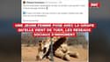 Une jeune femme pose avec la girafe qu'elle vient de tuer, les réseaux sociaux s'indignent