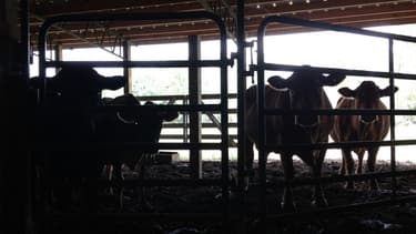 La responsabilité des producteurs dans l'affaire du lait infantile contaminé a été totalement écartée, d'après la FNSEA.