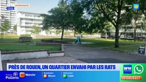Des rats envahissent des immeubles près de Rouen