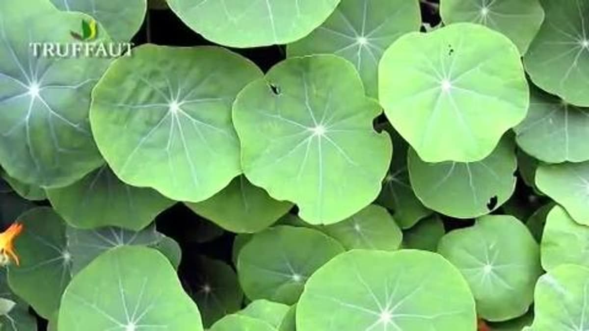 placeholder video