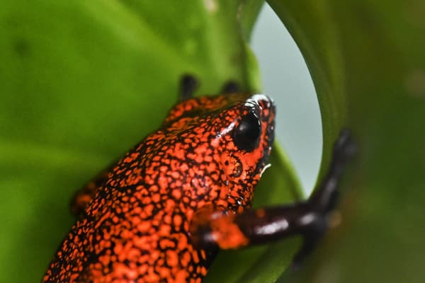 Une grenouille arlequin en 2019 en Colombie. Une grenouille arlequin en 2019 en Colombie.