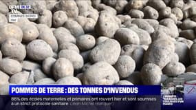 Que faire des tonnes d'invendus de pommes de terre ?