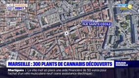 Marseille: les policiers découvrent 300 plants de cannabis dans un appartement
