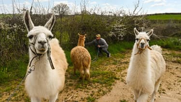 Lamas d'un cirque de Saône-et-Loire, en avril 2020