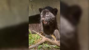 Un bébé jaguar femelle est né au parc animalier Parrot World de Crécy-la-Chapelle (Seine-et-Marne) le 29 juin 2024.