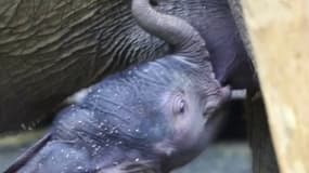 Un bébé éléphant est né au zoo de Vienne en Autriche 