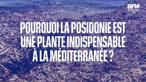 Pourquoi la posidonie est une plante indispensable à la méditerranée ?